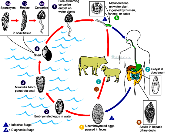 Detail Skema Daur Hidup Fasciola Hepatica Nomer 37