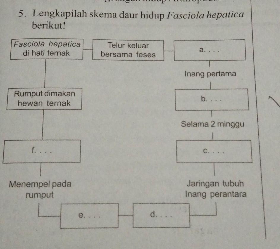 Detail Skema Daur Hidup Fasciola Hepatica Nomer 5