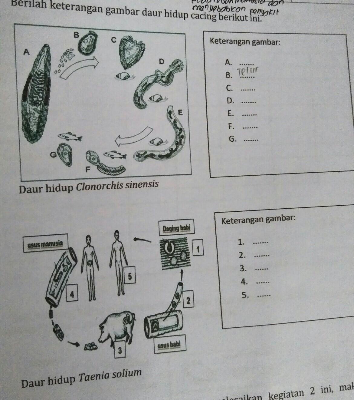 Detail Skema Daur Hidup Fasciola Hepatica Nomer 39