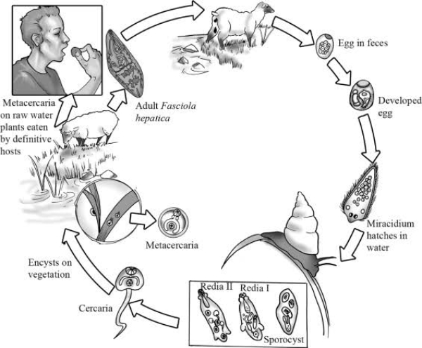 Detail Skema Daur Hidup Fasciola Hepatica Nomer 40