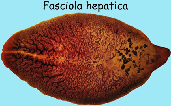 Detail Skema Daur Hidup Fasciola Hepatica Nomer 42