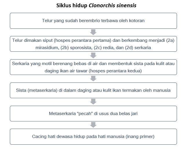 Detail Skema Daur Hidup Fasciola Hepatica Nomer 43