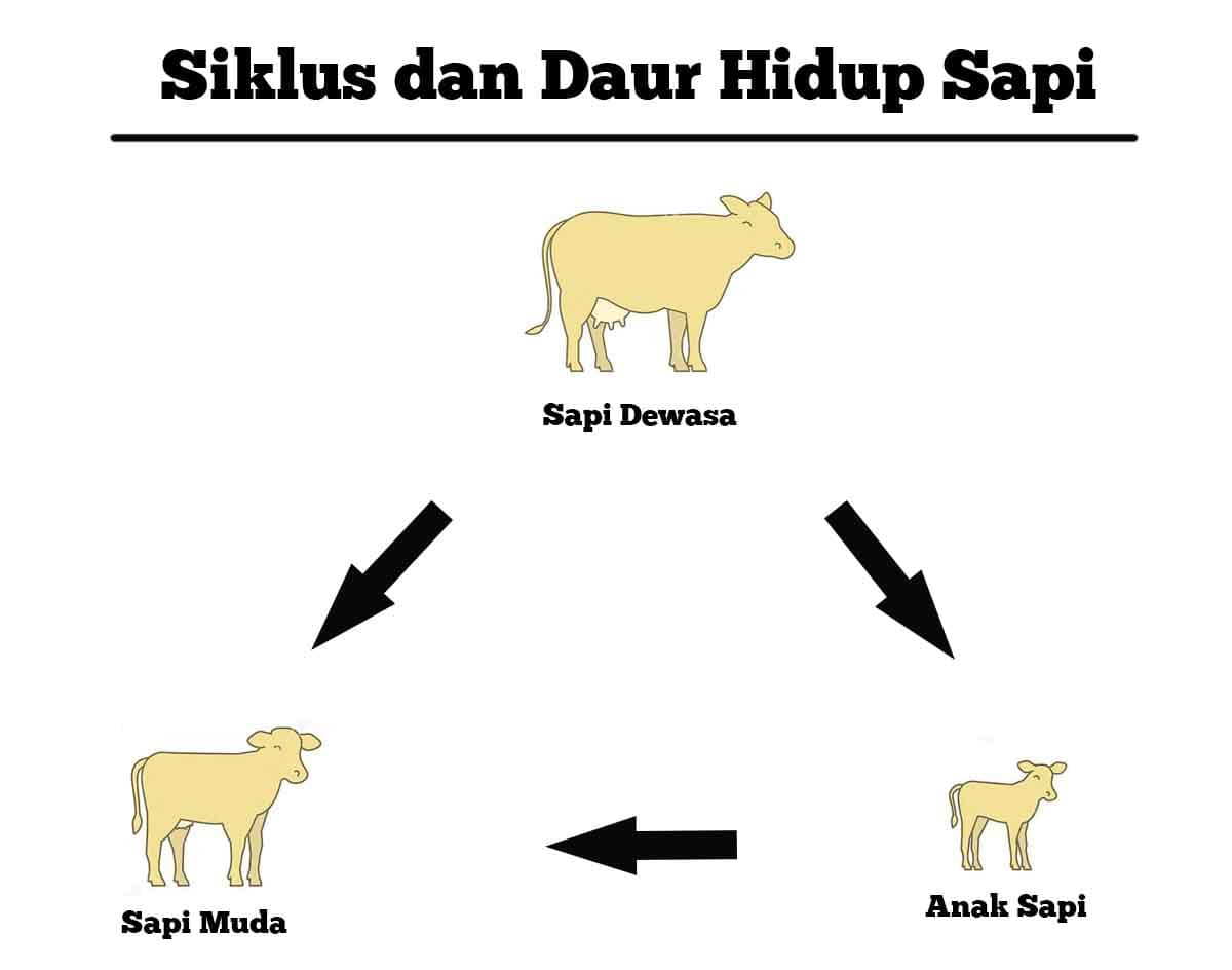 Detail Skema Daur Hidup Fasciola Hepatica Nomer 47