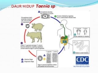 Detail Skema Daur Hidup Fasciola Hepatica Nomer 49