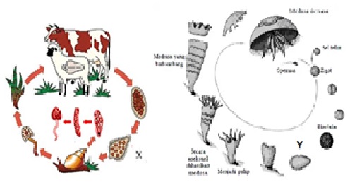 Detail Skema Daur Hidup Fasciola Hepatica Nomer 51