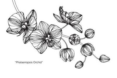 Detail Sket Gambar Bunga Walpaper Nomer 17