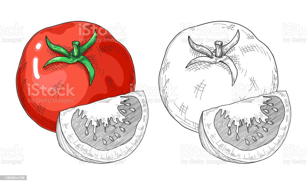 Detail Sket Gambar Tomat Nomer 3