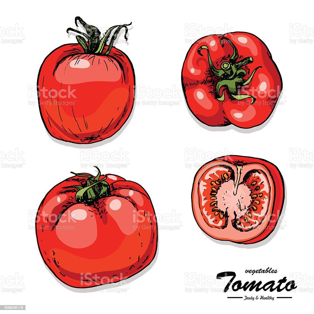 Detail Sket Gambar Tomat Nomer 25