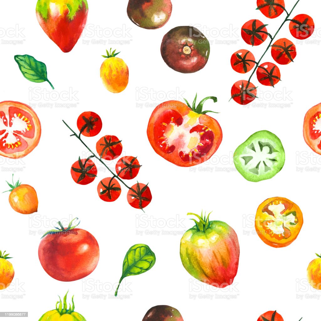 Detail Sket Gambar Tomat Nomer 32