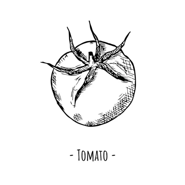 Detail Sket Gambar Tomat Nomer 47