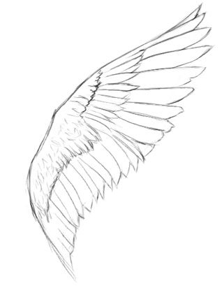 Detail Sketch How To Draw Angel Wings Nomer 10