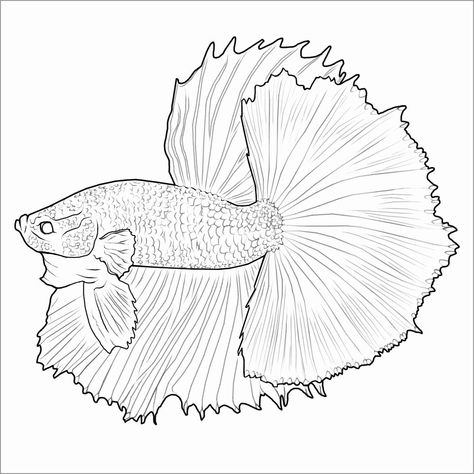 Detail Sketsa 3d Ikan Cupang Nomer 4