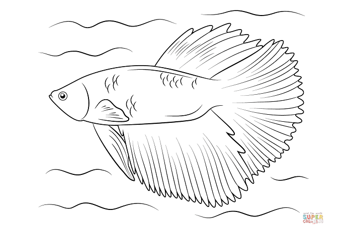 Detail Sketsa 3d Ikan Cupang Nomer 42