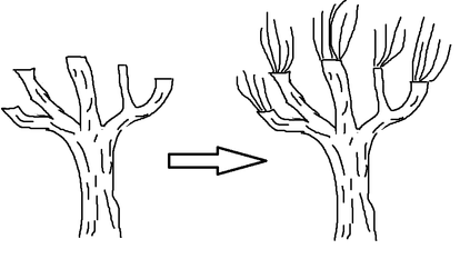 Detail Sketsa Batang Pohon Nomer 35