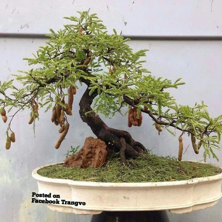 Sketsa Bonsai Asem - KibrisPDR