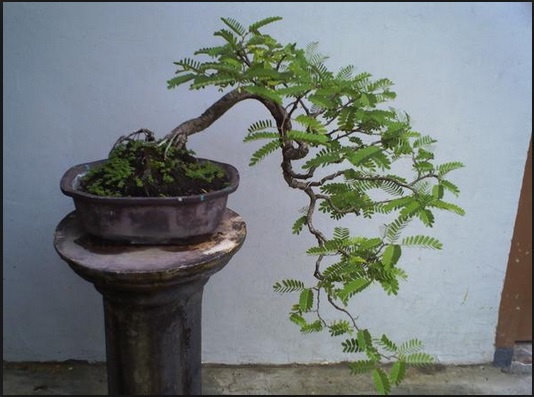 Detail Sketsa Bonsai Asem Nomer 2