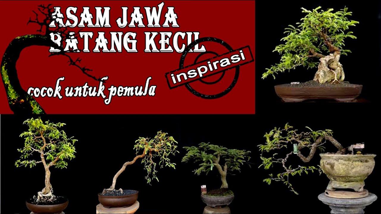 Detail Sketsa Bonsai Asem Nomer 12