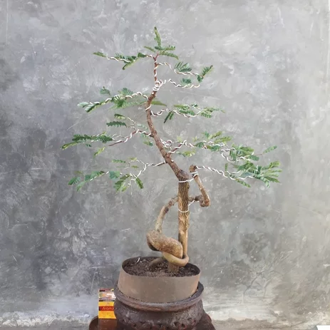 Detail Sketsa Bonsai Asem Nomer 14