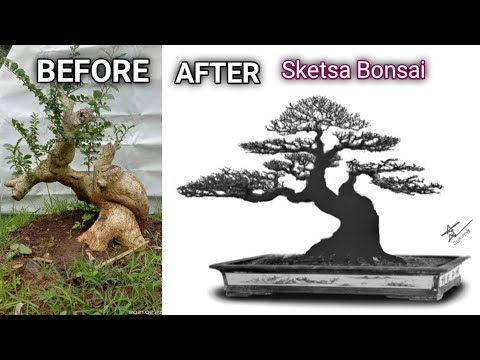 Detail Sketsa Bonsai Asem Nomer 17