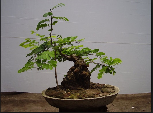 Detail Sketsa Bonsai Asem Nomer 28