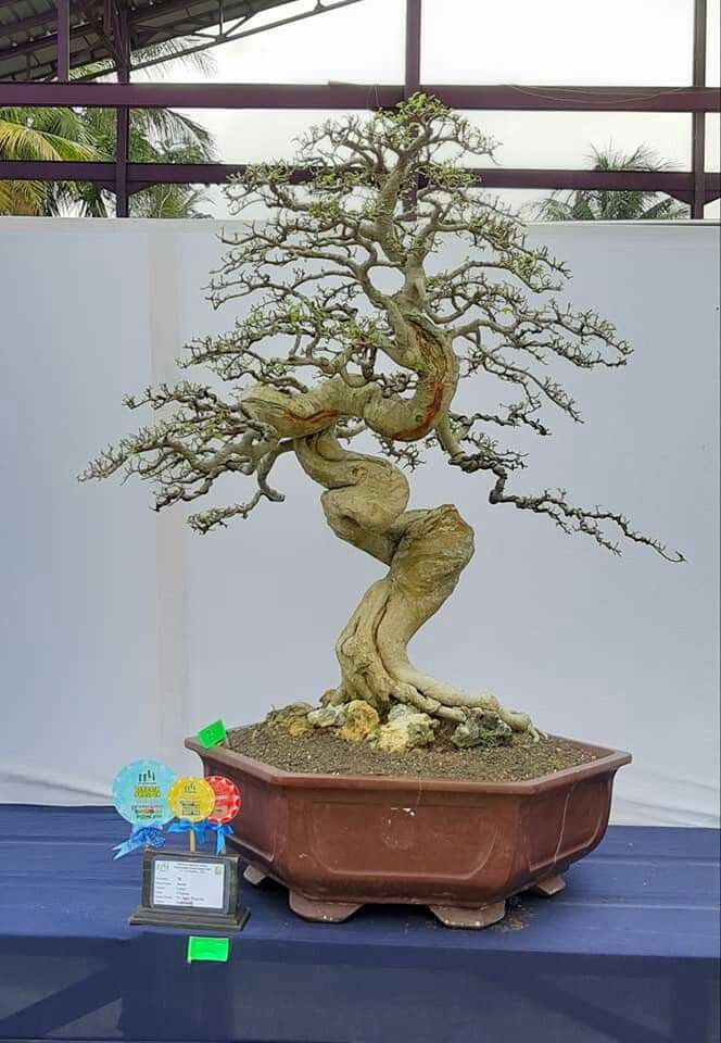 Detail Sketsa Bonsai Asem Nomer 4