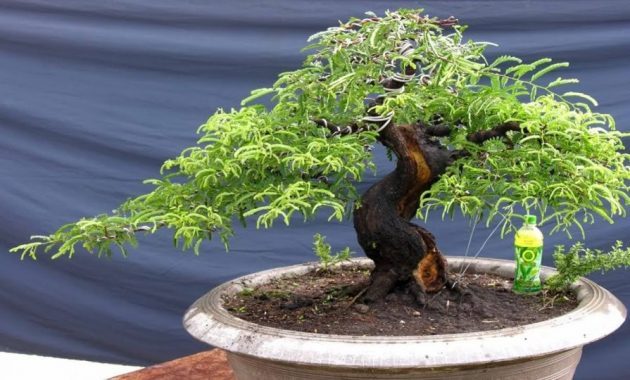 Detail Sketsa Bonsai Asem Nomer 33