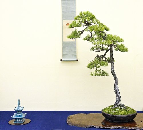 Detail Sketsa Bonsai Asem Nomer 36