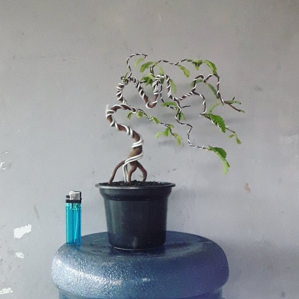 Detail Sketsa Bonsai Asem Nomer 37