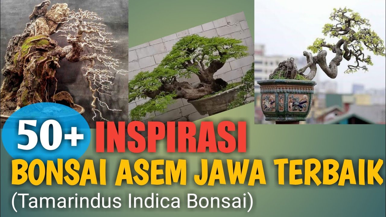 Detail Sketsa Bonsai Asem Nomer 39