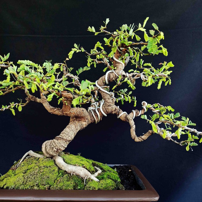 Detail Sketsa Bonsai Asem Nomer 41