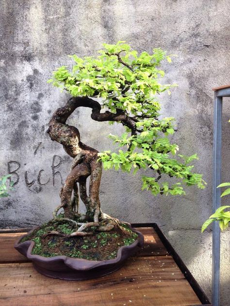 Detail Sketsa Bonsai Asem Nomer 10