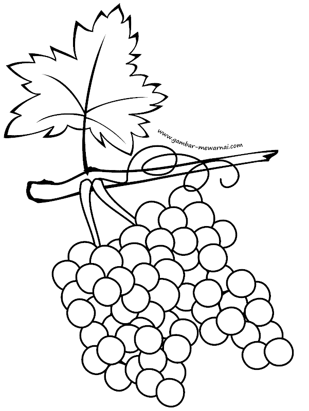 Detail Sketsa Buah Anggur Nomer 21