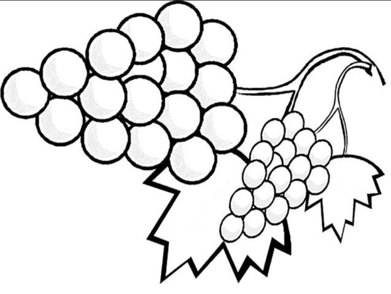 Detail Sketsa Buah Anggur Nomer 46