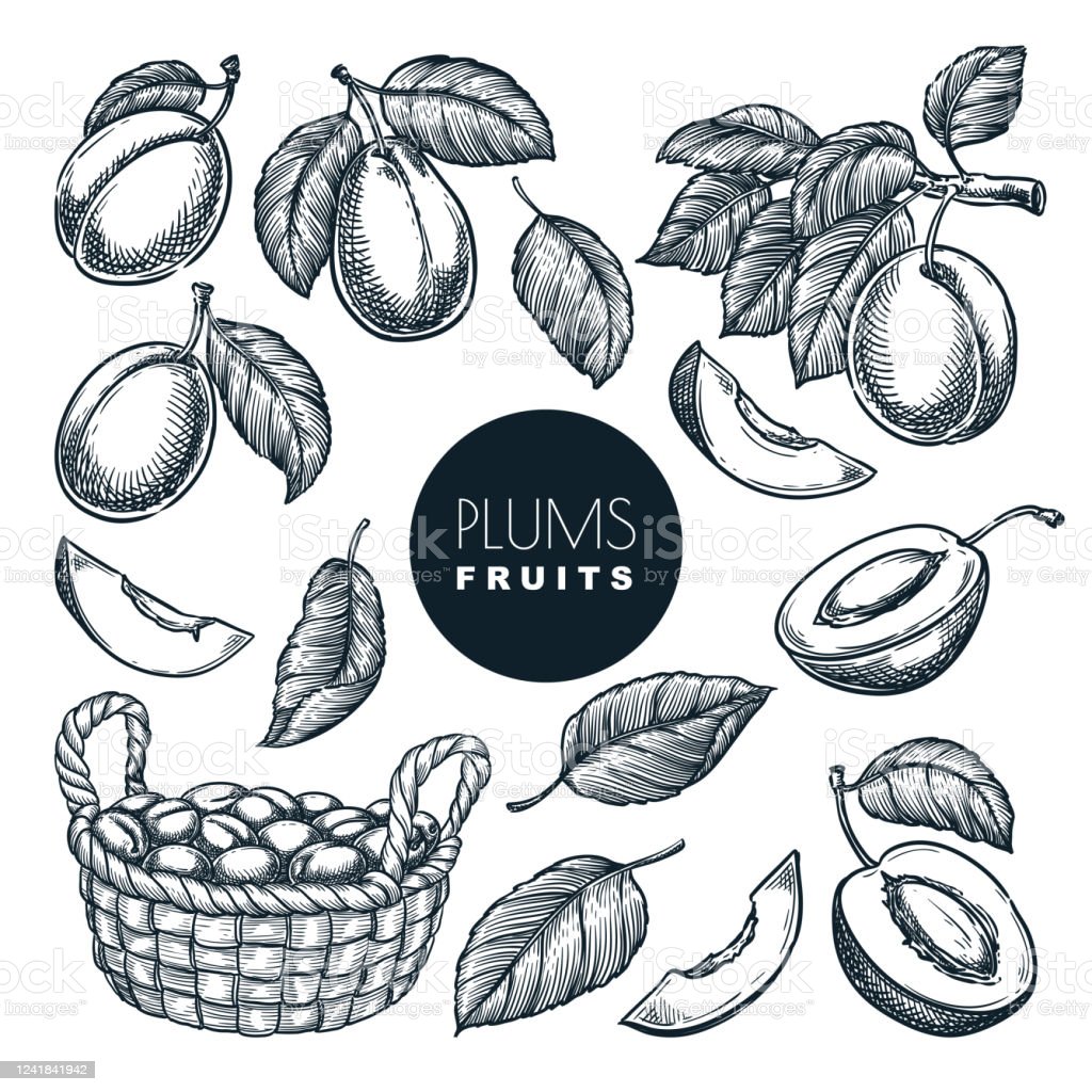 Detail Sketsa Buah Buahan Dalam Keranjang Nomer 37