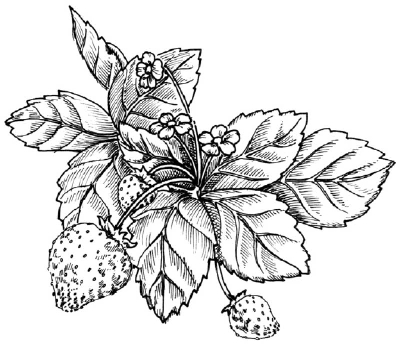 Detail Sketsa Buah Strawberry Nomer 46
