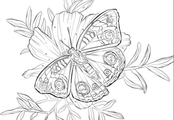 Detail Sketsa Bunga Dan Kupu Kupu Nomer 7
