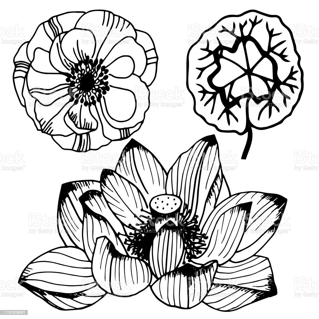 Detail Sketsa Bunga Gambar Tangan Nomer 18