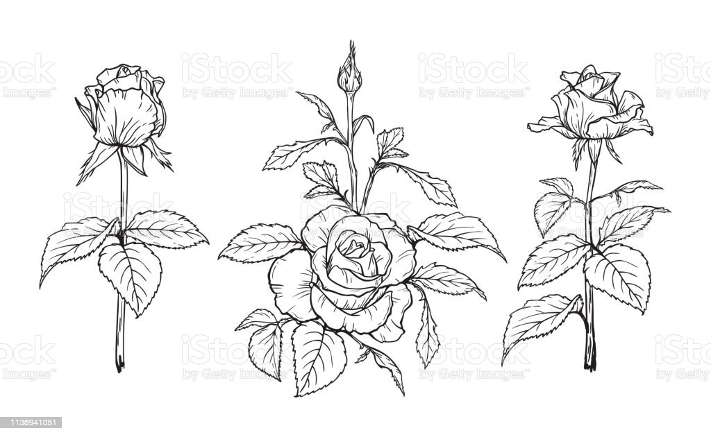 Detail Sketsa Bunga Gambar Tangan Nomer 19