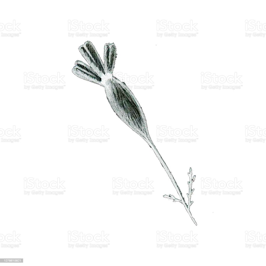 Detail Sketsa Bunga Gambar Tangan Nomer 24