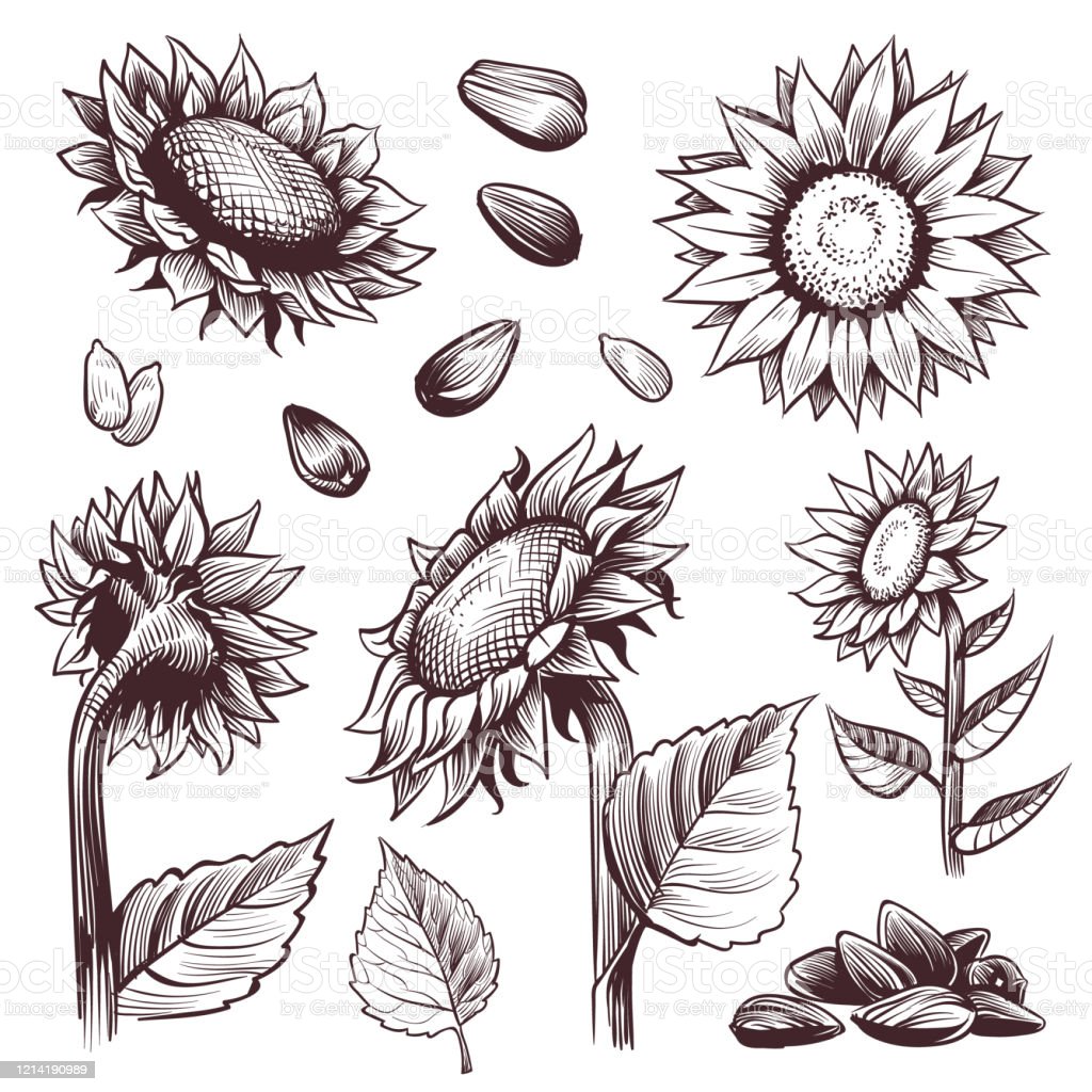 Detail Sketsa Bunga Gambar Tangan Nomer 40