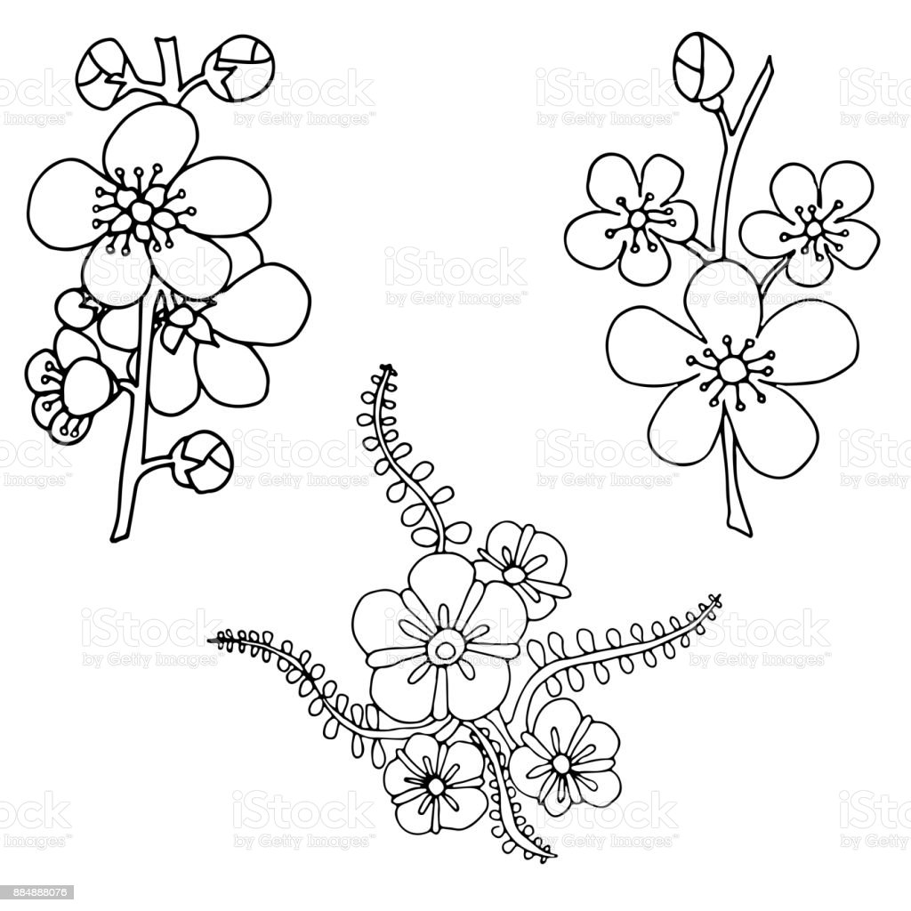 Detail Sketsa Bunga Hitam Putih Nomer 36