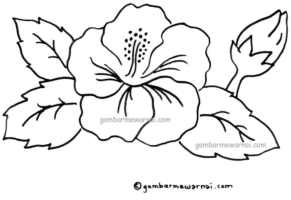 Detail Sketsa Bunga Kembang Sepatu Nomer 24