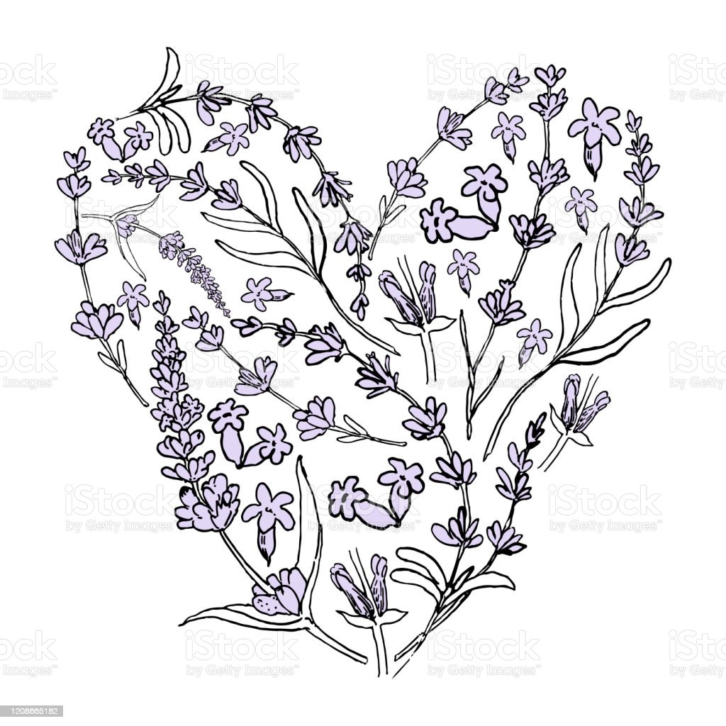 Detail Sketsa Bunga Lavender Nomer 31