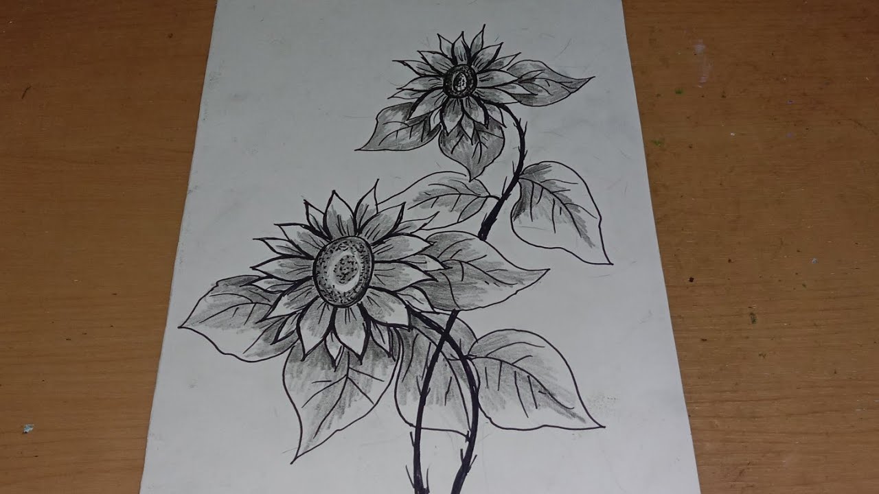 Detail Sketsa Bunga Matahari Nomer 20