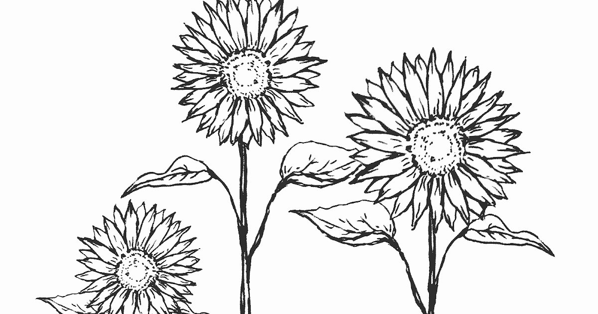 Detail Sketsa Bunga Matahari Nomer 45