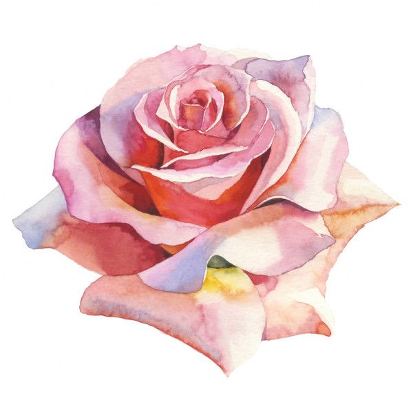 Detail Sketsa Bunga Mawar Merah Nomer 21