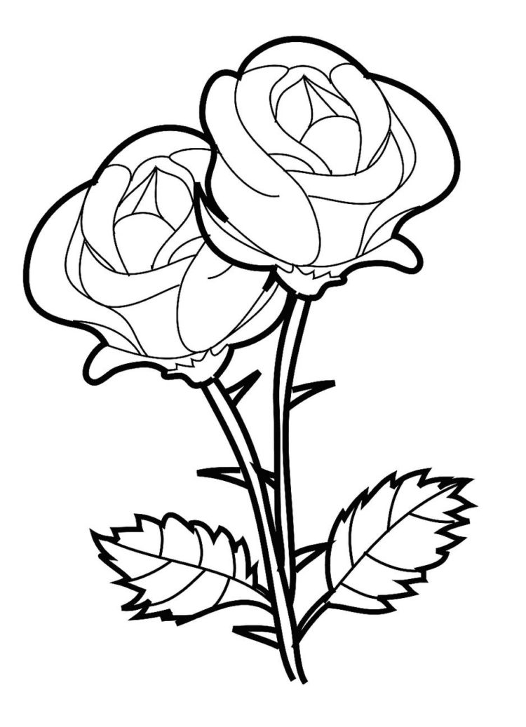Detail Sketsa Bunga Mawar Merah Nomer 27
