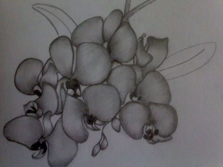 Detail Sketsa Bunga Melati Nomer 32