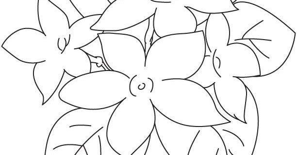 Detail Sketsa Bunga Melati Nomer 44