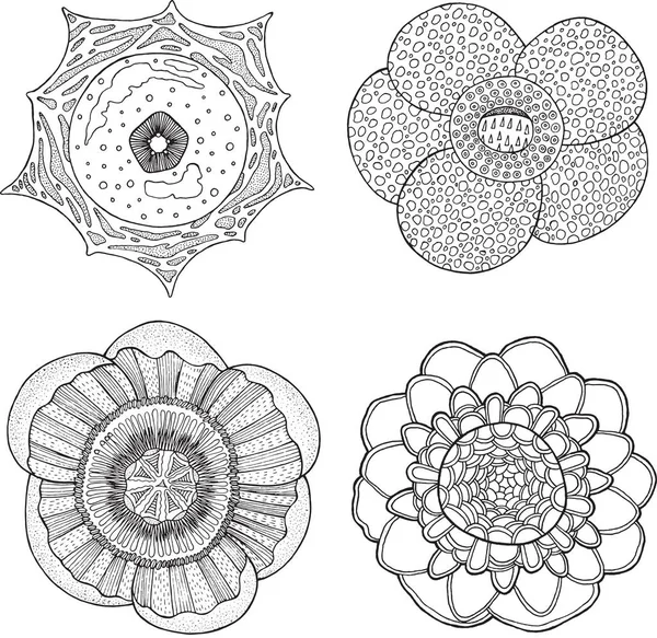 Detail Sketsa Bunga Raflesia Nomer 15